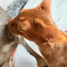 朝の抱っこ渋滞