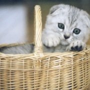 「テーブルに上がってもいい」とル－ルを変えた後の猫たち