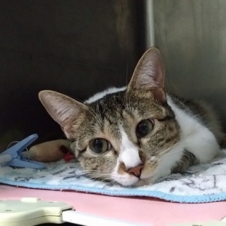 公園のネコたち