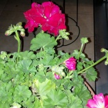 『大阪』の画像