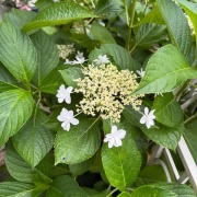 ＊青い紫陽花、白い紫陽花、6月の花々
