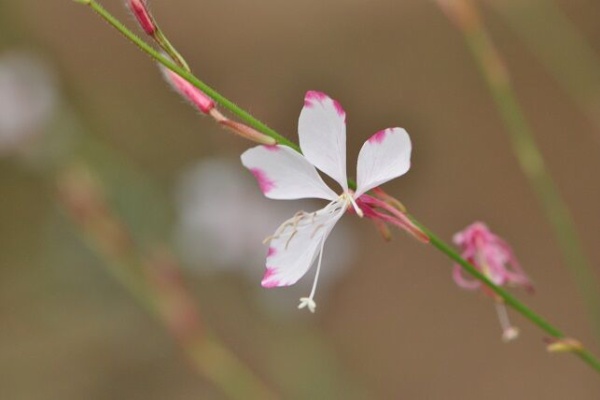 花いろいろ ガウラ