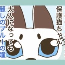 犬猫様のご紹介④ 三女グレ