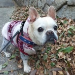 ﾌﾚﾝﾁﾌﾞﾙﾄﾞｯｸﾞまさお日記