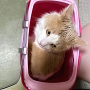 子猫の頃に使っていたものの話と見事な排雪風景