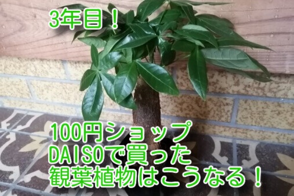 3年後 100円ショップダイソーで買った観葉植物を育てる 白キジの日常 3年後 100円ショップダイソーで買った観葉植物を育てる 白キジの日常