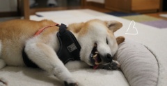 散歩の後♪