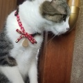 ひまわりと　紅の…