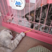 暴れん坊猫よりいろいろやらかしていた猫