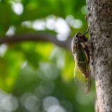 『今年の夏は』の画像
