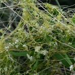 野の花礼賛
