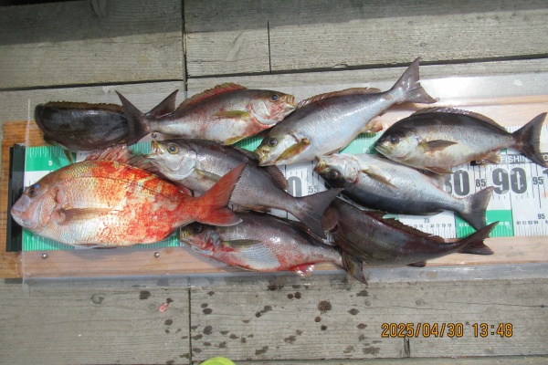 中本渡船 釣果情報 - 2025年04月