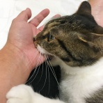 にゃんこ速報～修羅場・キチママ・生活まとめ～