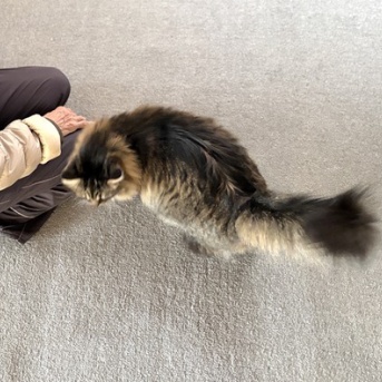 【猫写真】突然攻撃スイッチが入るマロちゃん