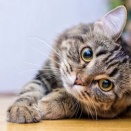 猫gifを貼るスレ