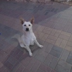 カイロ～天使たちの暮らす街～