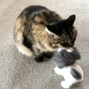 【猫写真】新しいぬいぐるみのおともだち