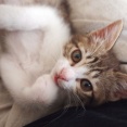 実は甘えたい猫。