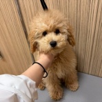 広島県呉市 ペットショップワンラブ呉焼山店のスタッフブログ