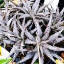 本日の多肉植物168(2026年3月2日)