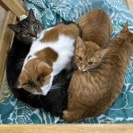 猫式ブログ～里親募集型猫カフェ