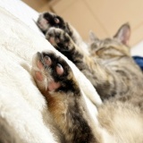 ねこ写真と告知日記