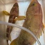 鮮魚・卸売・仕出し 丸庄