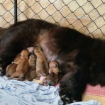 NYAN CHOW's @チャウチャウ