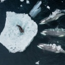 海の王者シャチ 氷上のアザラシを仕留める「波さらい戦術」
