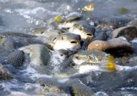 報われなかった完全犯罪 トリカブトの神谷力を覚えていますか 1986年 昭和61年 5月日 おぉたむすねィく グループ公式ブログ Autumn Snake