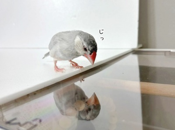 自己肯定感の高い文鳥たち