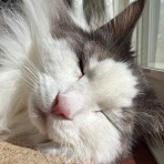 毛玉きょうだい