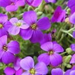 村上信五・溺愛症候群∞