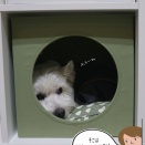 旅行直前、飼い主は大混乱。犬たちはというと…