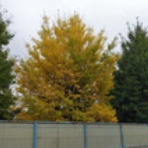 誰かに伝えたいこと　有園ブログ