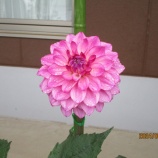 『夏至の朝、ダリア咲く。』の画像