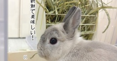 うさぎのルリ(8/22追記)