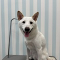柴犬のふーたくん💎