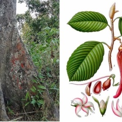 世界のバイオーム① 熱帯多雨林の気候・植物・動物・特徴