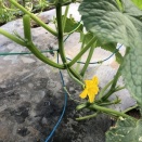 秋取りキュウリの花が咲く