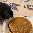 好き嫌いをしつつ、ハンバーガーを食べる鳩