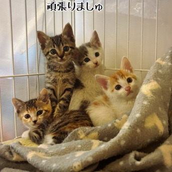 曼珠沙華さんたちの来し方