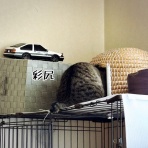 猫とお酒と日々のこと