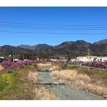 神奈川県秦野市戸川　水無川のおかめ桜　
