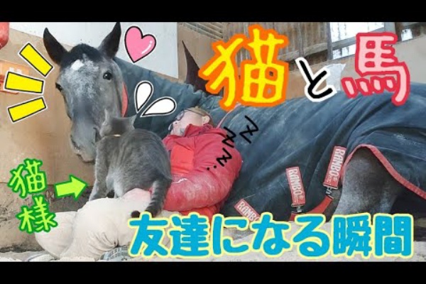 Youtubeペット動画まとめブログ 馬