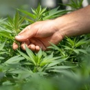 【脳科学】メントールで呼吸が「スーッ」と楽になるメカニズム　明らかに