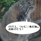 クリョンさん、ミーヤちゃんたち四きょうだいが10歳を迎えました♪