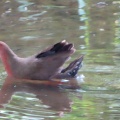ヒクイナの蔵出し画像🦜🖥️（多々良沼公園）