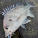 吉野川　キビレ釣り