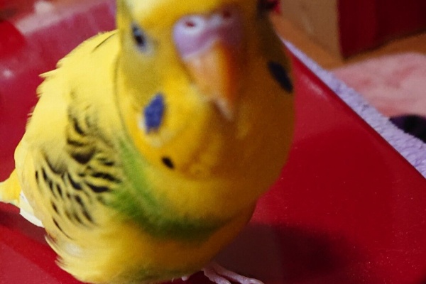 セキセイインコとのんびり生活 セキセイインコ 動画 やちゅたん